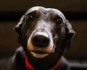 Is the UK Facing a Pet Overpopulation Crisis? The Hidden Costs of Our Furry Friends