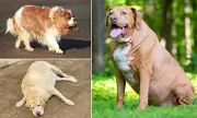 Is Your Pooch at Risk? Top Dog Breeds Prone to Obesity Revealed in New Study