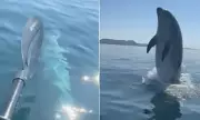 Kayaker's Astonishing Encounter with Playful Dolphin Caught on Camera