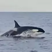 Killer Whales on the Rampage: Experts Warn of Rising Attacks on Boats Off UK Coast