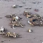 Man Claims He's 'Dead' After NHS Blunder: Shocking Medical Mix-Up Revealed