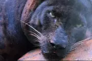 Meet Apoh: Malaysia's 'Chonky' Black Panther Stealing Hearts at National Zoo