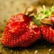 Natural Ways to Banish Slugs from Your Garden for Good