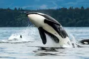 Orca Attacks Boat Off Spanish Coast: Is This a New Trend in Marine Behaviour?
