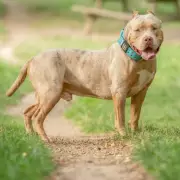 Police Appeal After Girl, 12, Attacked by Stranger in Westminster Park