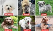 Poodle Crossbreeds Take the Lead: The UK's New Favourite Dogs Revealed