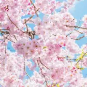 Rare Cherry Blossom Tree Hits the Market – A Once-in-a-Lifetime Opportunity for Gardeners!