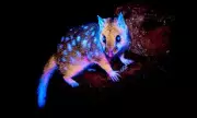 Rare Eastern Quoll Spotted Glowing in Tasmania: A Bizarre Natural Phenomenon