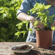 Rats Invading UK Gardens? Experts Reveal the Shocking Reasons Why