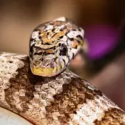 RSPCA Warns Public After Snakes Go Missing in the UK – What You Need to Know