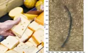 Scientists Sound Alarm: Your Favourite Cheese Could Be Harming Your Health