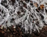 Scientists Urge Immediate Protection for Earth's Vital Fungal Networks