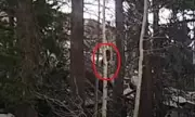 Shocking Bigfoot Sighting in Sierra Nevada: New Video Sparks Debate