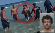 Shocking Footage: Man Arrested for Drowning Defenceless Dog in Miami Beach