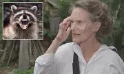 Shocking Raccoon Attack in Massachusetts: Woman Left Terrified After Backyard Ambush
