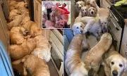 Shocking Tragedy: Golden Retrievers Killed in Water Fight with Tourists – Owners Devastated