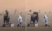 Shocking Video Shows Camel Brutally Beaten in Morocco – PETA Demands Justice