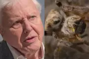 Sir David Attenborough Stuns Viewers with Rare Spider Parenting Documentary on BBC