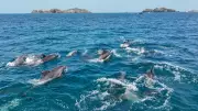 South Korean Activists Fight for Dolphin Rights in Groundbreaking Jeju Island Case