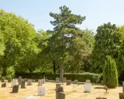 Southampton Airport Sparks Outrage by Felling Trees in Historic Cemetery