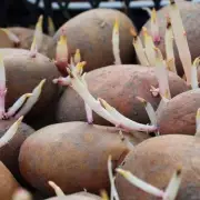 Stop Potatoes Sprouting Early: Simple Life Hack to Keep Them Fresh for Months