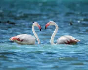 Stunning Flamingos and Tropical Lightning: Readers' Best Wildlife Photos