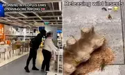 Supermarket Chaos: Teen Pranksters Wreak Havoc in Stores Across the UK