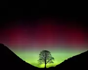 Sycamore Gap Tree Vandal Sentenced: Landmark Case Concludes at Newcastle Court