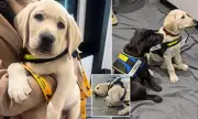 The Heartwarming Truth Behind Future Guide Dog Puppies: Training, Love, and Life-Changing Bonds
