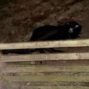 The Mysterious 'Wirral Cat Man': Who Is This Enigmatic Figure Spotted Across Merseyside?