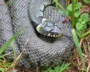 The Unsung Heroes of British Gardens: How Grass Snakes Benefit Our Ecosystem