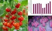 Tomato Alert: Over 100 Brits Struck by Salmonella Outbreak – Safety Warning Issued