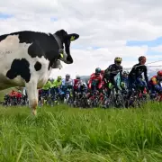 Tour de France Chaos: Cow Stops Race in Its Tracks – Bizarre Moment Goes Viral