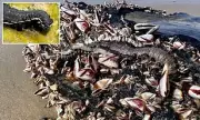Toxic Sea Creatures That Burn Humans and Regrow When Cut in Half Wash Up on US Beaches
