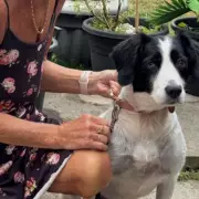 Tragic Incident: Beloved Family Dog Left Unable to Eat After Shocking Attack in Westminster