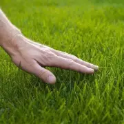 Transform Your Lawn with This Kitchen Scrap Secret for a Lush, Green Garden