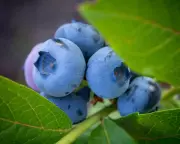 UK Blueberry Boom: Record Harvest Signals Bright Future for British Growers