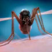 UK Braces for Mosquito Invasion: Experts Warn of Surging Numbers Due to Wet Weather