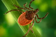 UKHSA Warns of Rising Lyme Disease Risk as Tick Population Surges
