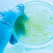 Urgent Warning for Dog Owners: Toxic Blue-Green Algae Poses Deadly Risk