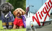 Virgin Australia Announces Major Policy Change: Pets Now Allowed in Cabins on Select Flights