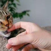 Why Does Your Cat Follow You to the Bathroom? A Feline Expert Reveals the Surprising Truth