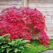 Why Japanese Acers Turn Stunning Red in Autumn – Gardening Secrets Revealed