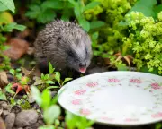 Wildlife Wonders: A Hedgehog’s Afternoon Tea, Royal Cygnets & a Snarling Wolf in Stunning Photos