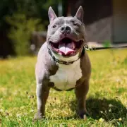 Woman Adopts 'Problem' Dog No One Wanted – The Heartwarming Transformation Will Amaze You