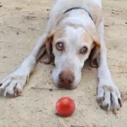 Woman Left Speechless After Dog's Hilarious Reaction to Fetch Game