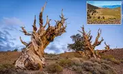 World's Oldest Tree? Ancient Bristlecone Pine in California Defies Time at 4,855 Years Old