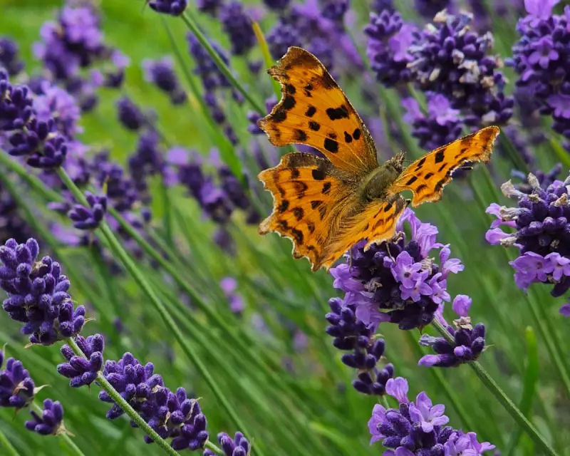 A Butterfly Bonanza: UK Countryside Alive with Fluttering Wonders