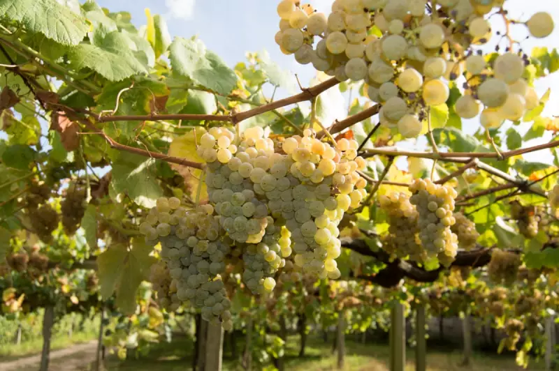Albariño: The Perfect Wine Pairing for Seafood You Need to Try