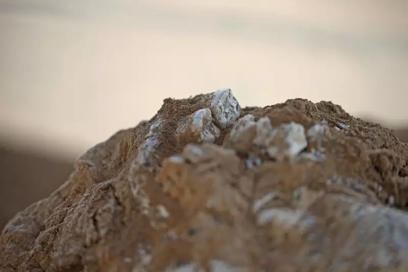 Ancient Jawbone Unearthed in Georgia Rewrites Early Human Migration Story